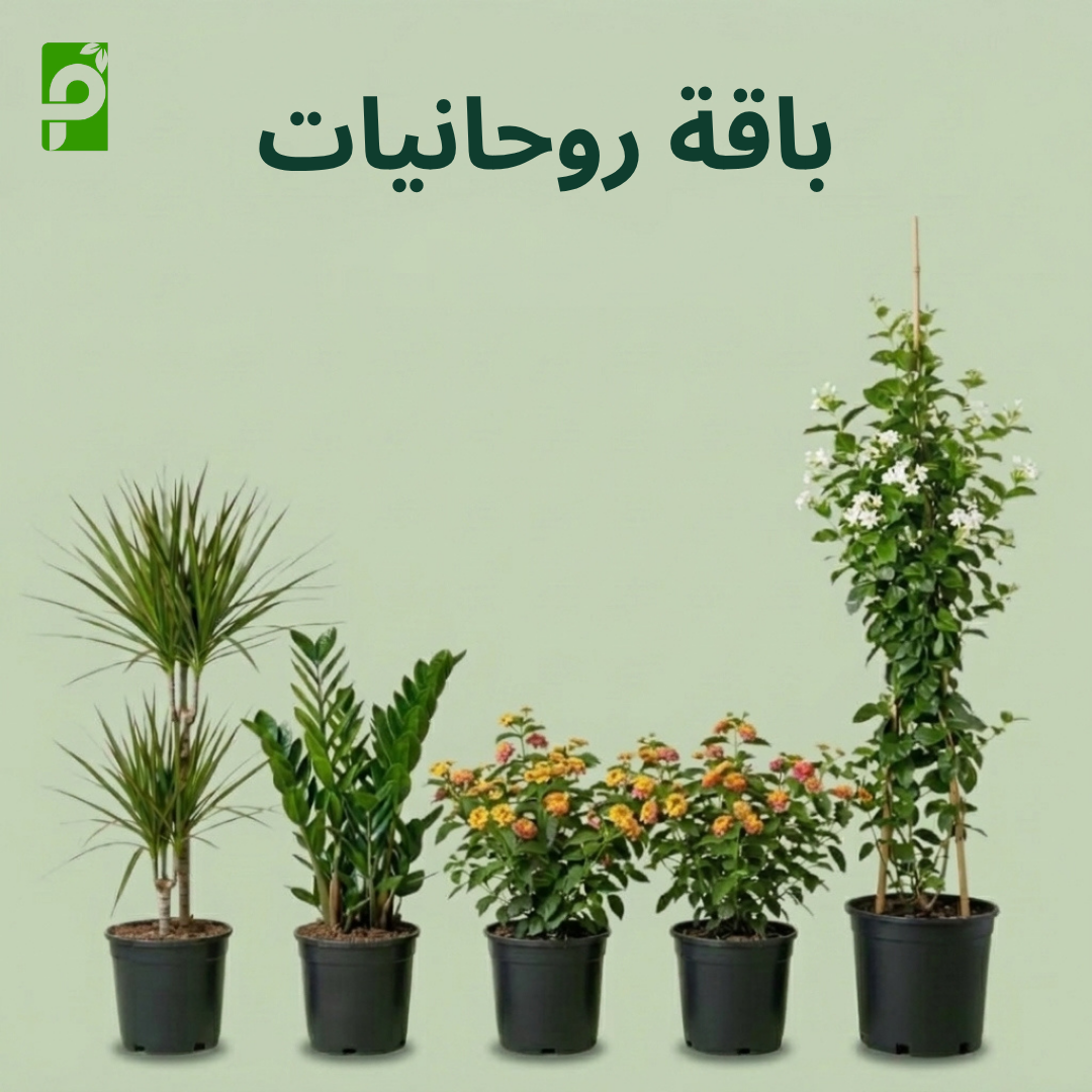 باقة روحانيات (دراسينا, زاميا, لانتانا, ياسمين)
