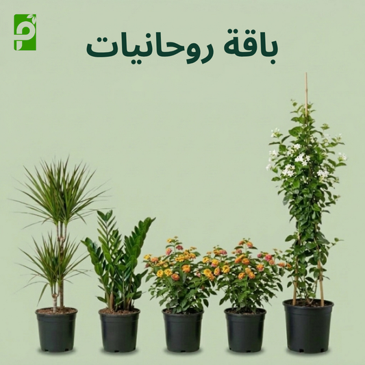 باقة روحانيات (دراسينا, زاميا, لانتانا, ياسمين)