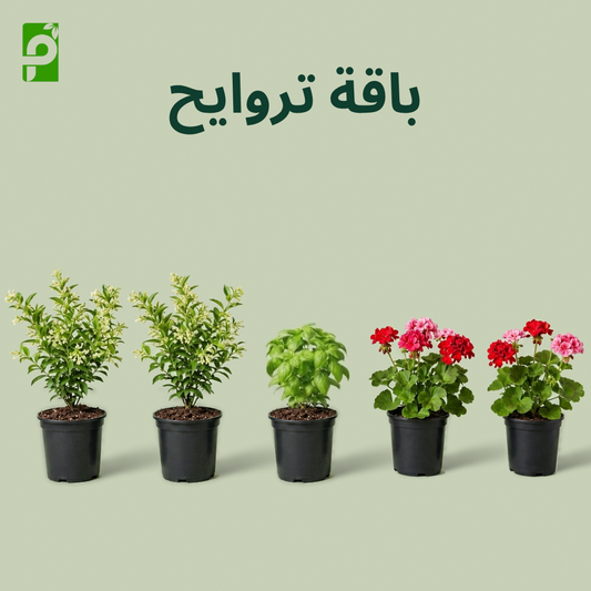 باقة تراويح (مسك الليل, ريحان, الجارونيا)