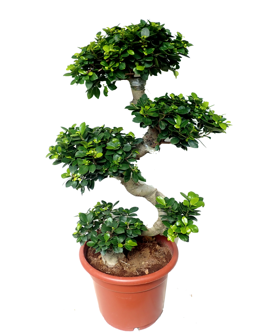 bonsai S