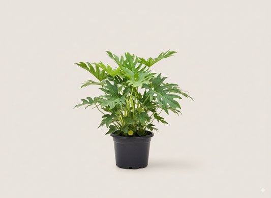 سالومي زانادو