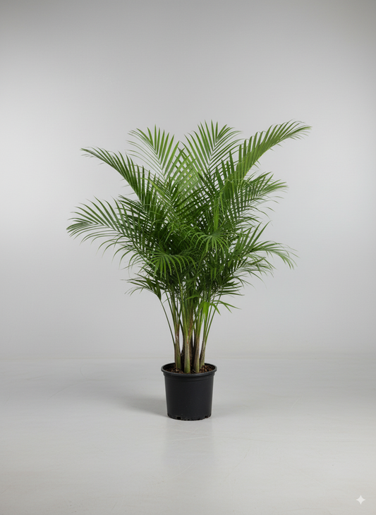 اريكا داخلي