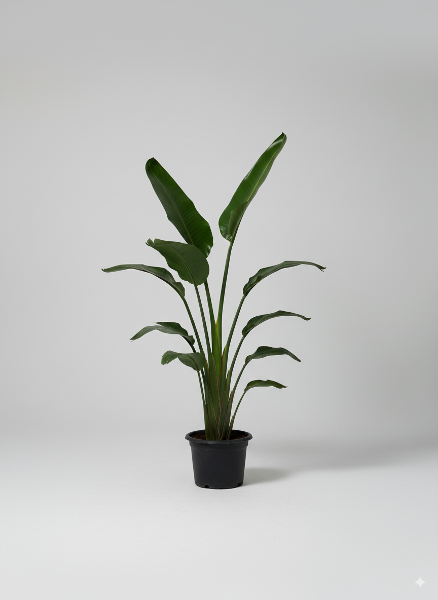 اوجستا داخلي