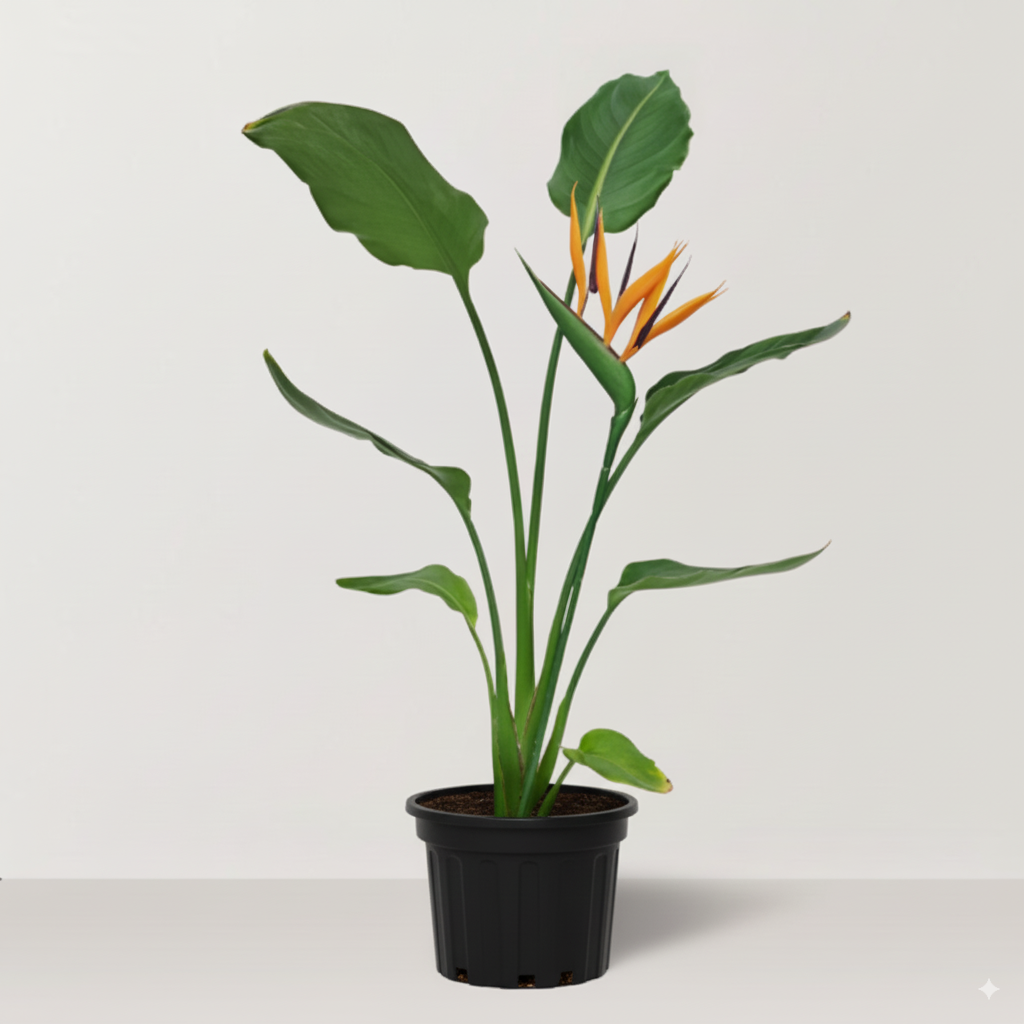 عصفور الجنة