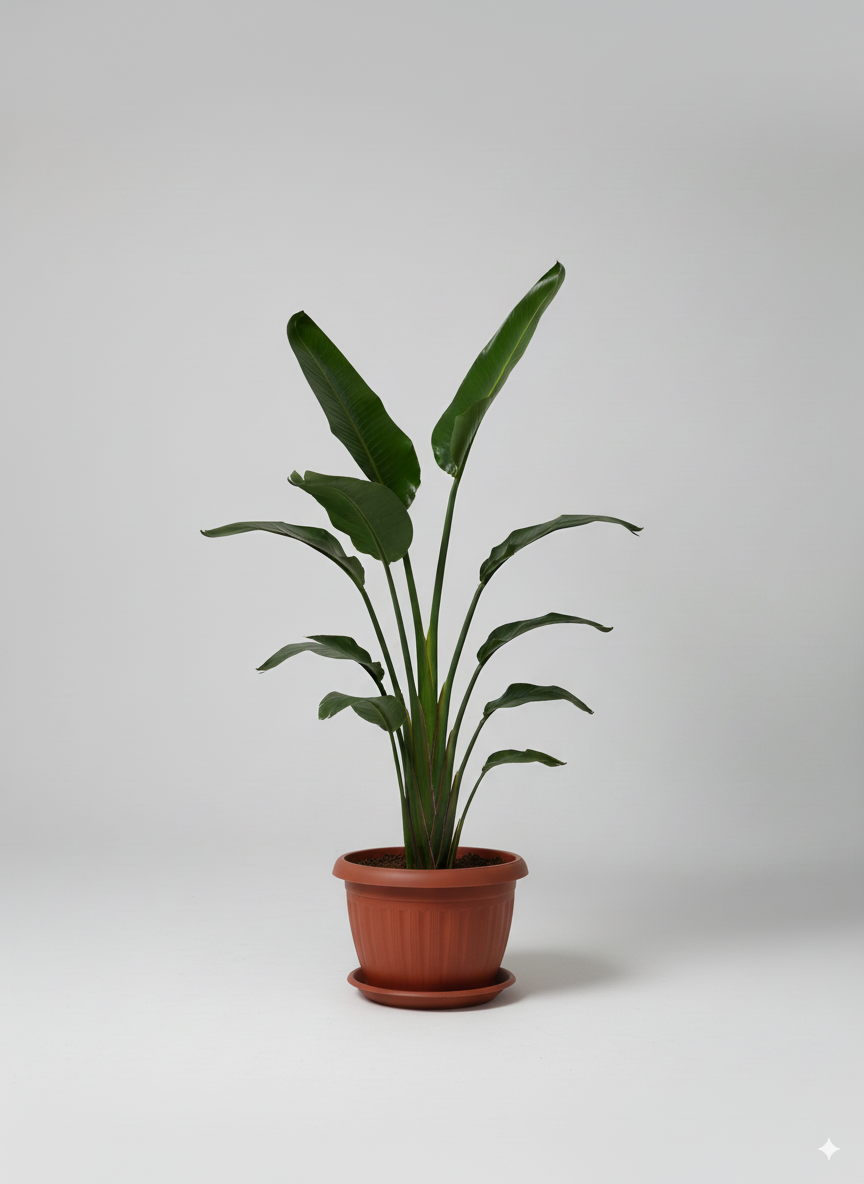 اوجستا داخلي