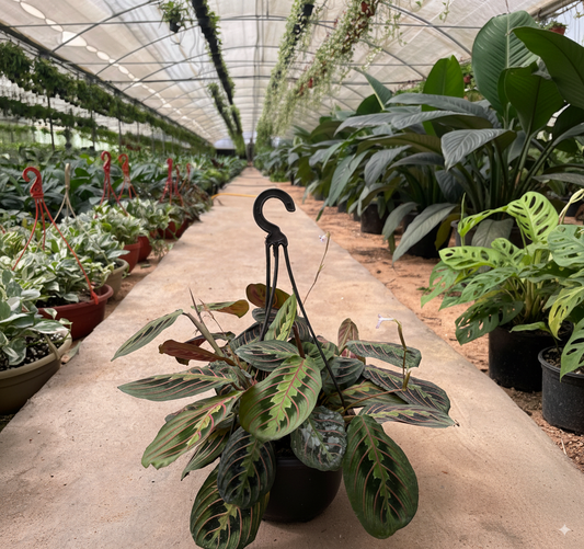 مارنتا هانج