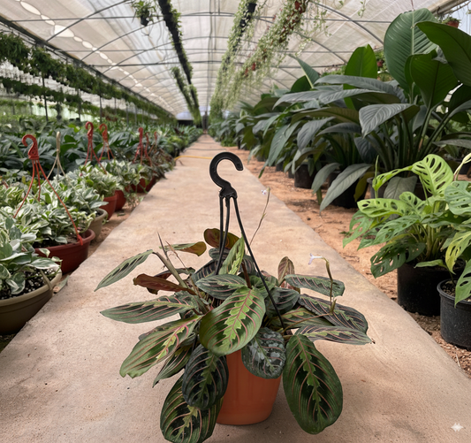 مارنتا هانج