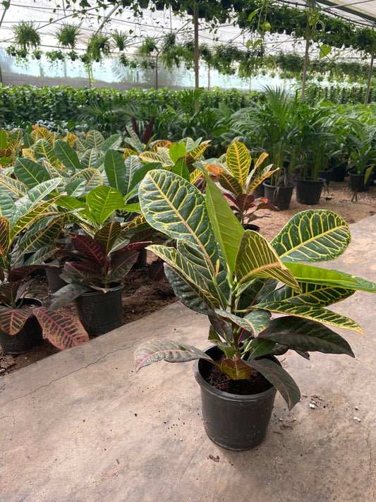 كروتن بترا اوروبي