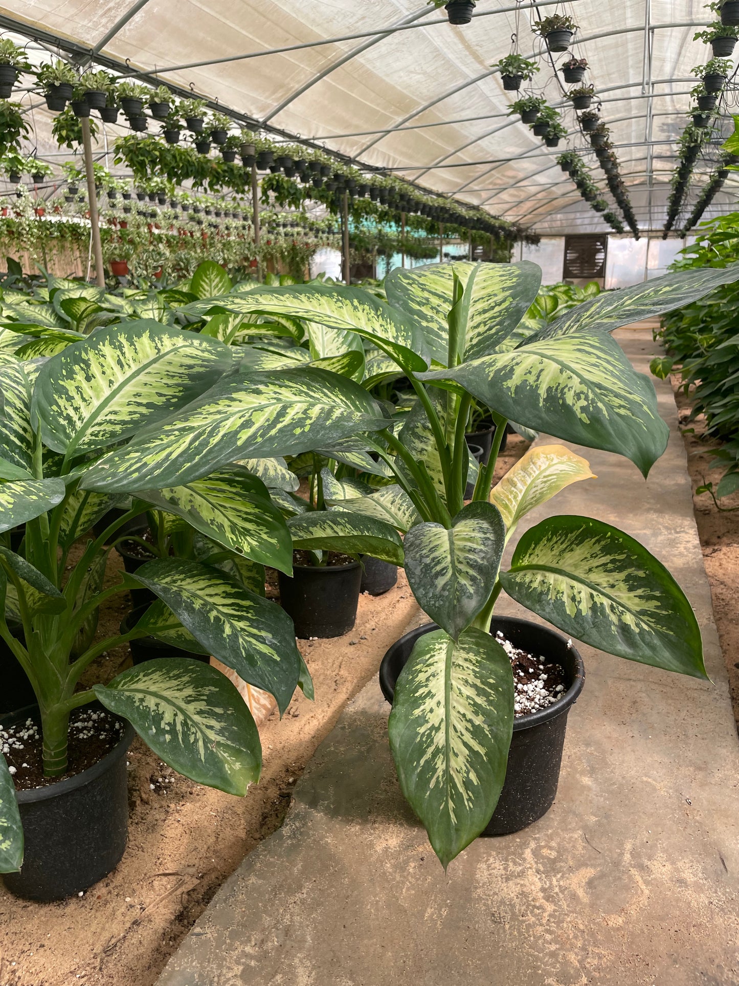 ديفنباخيا تروبيك