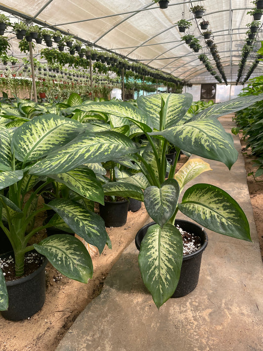 ديفنباخيا تروبيك