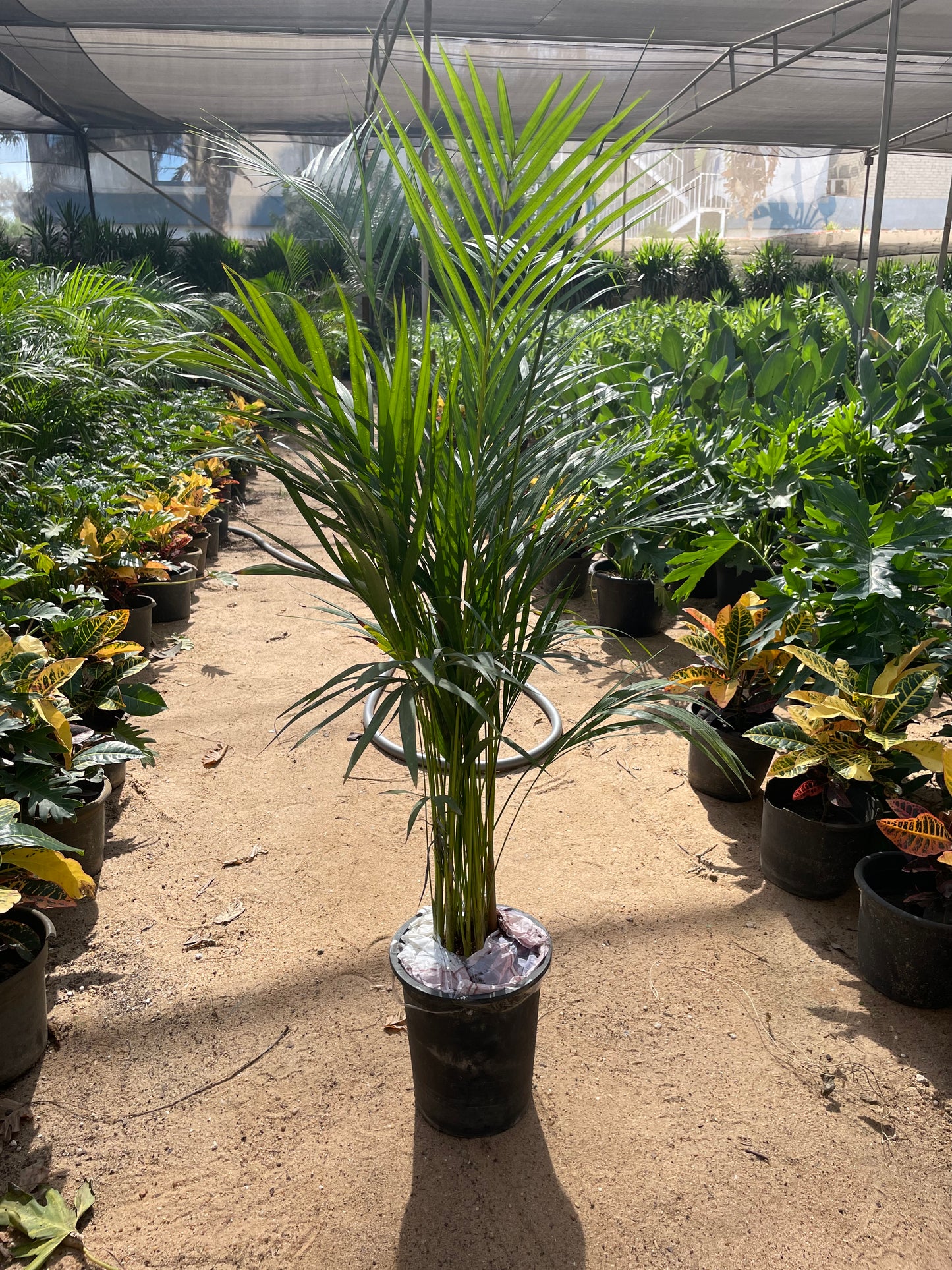 اريكا داخلي