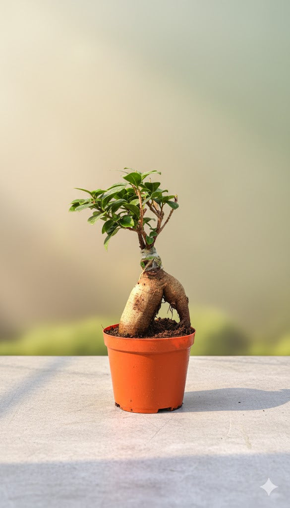 Bonsai Gift