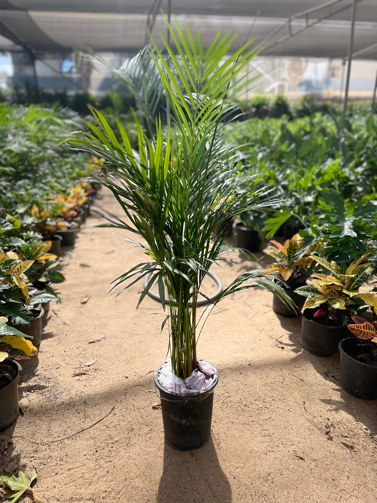 اريكا داخلي