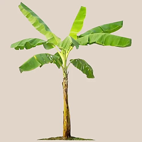 موز