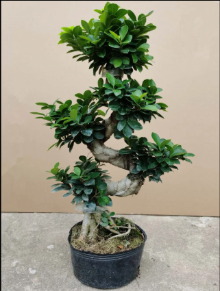 bonsai S