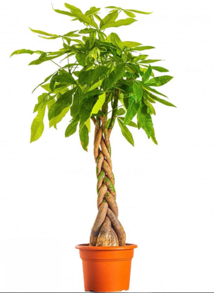 Money tree ( pachira )