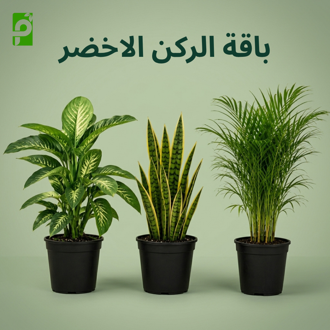 باقة الركن الأخضر (الأريكا, السنسفيريا, الديفنباخيا)