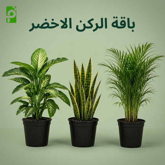 باقة الركن الأخضر (الأريكا, السنسفيريا, الديفنباخيا)