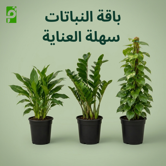 باقة النباتات سهلة العناية (الأجلونيما, البوتس, الزاميا)