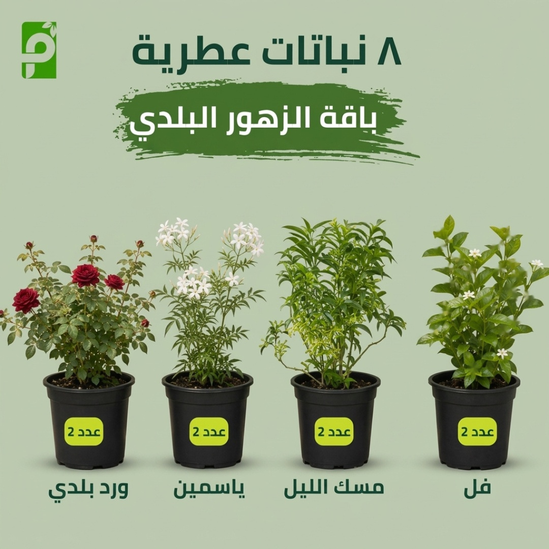باقة الزهور البلدي (الفل, مسك الليل, الياسمين, ورد البلدي)