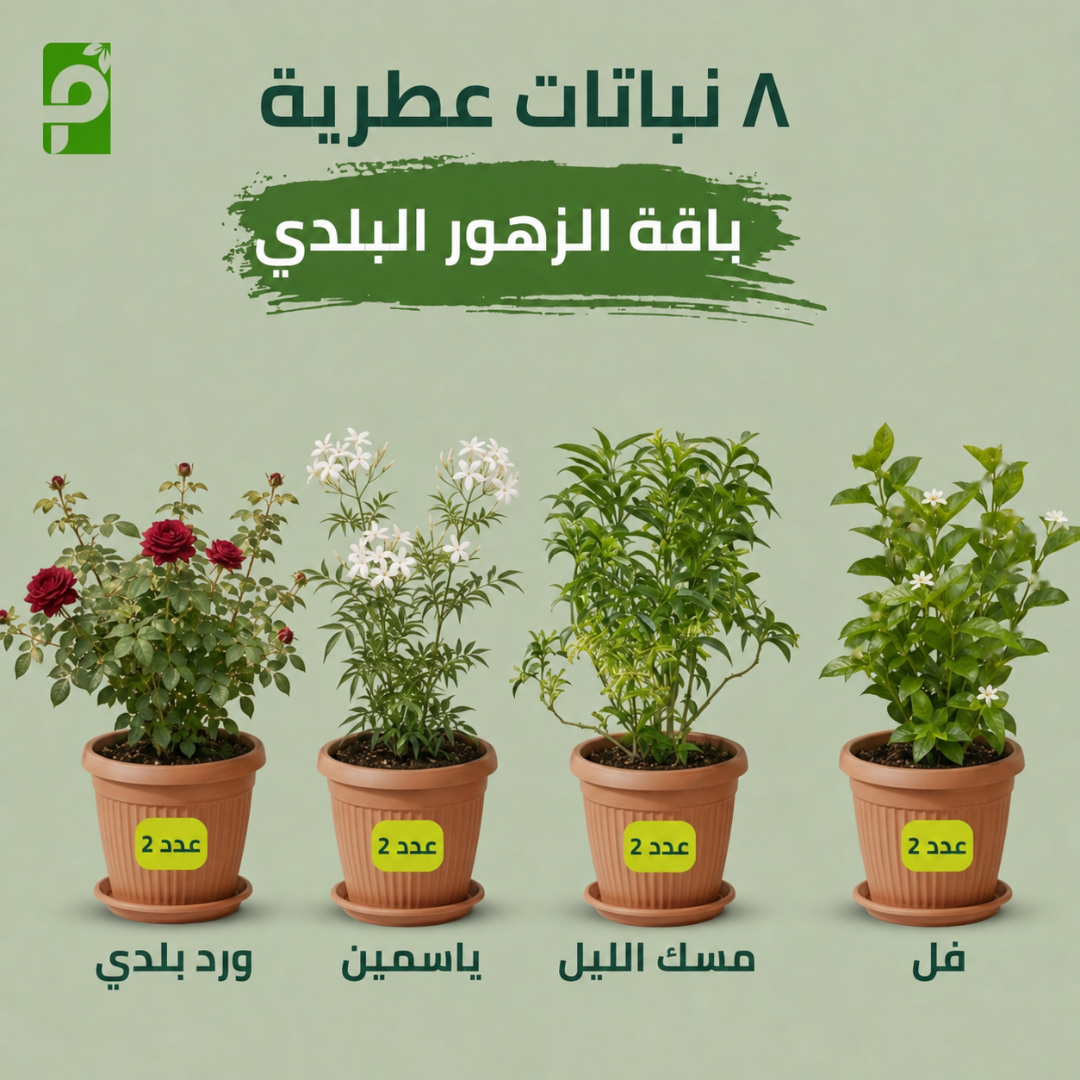 باقة الزهور البلدي (الفل, مسك الليل, الياسمين, ورد البلدي)