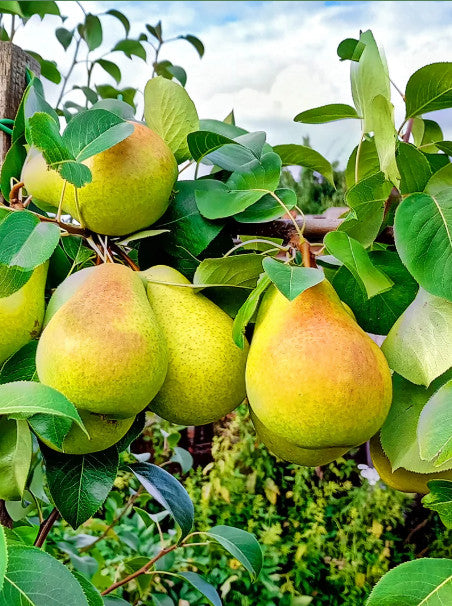 كمثرى