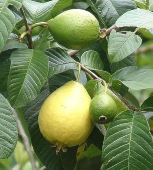 جوافة