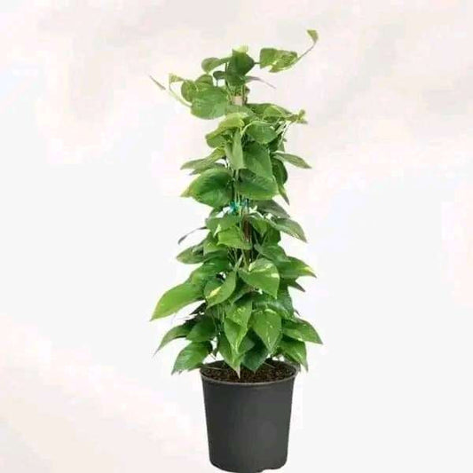 بوتس