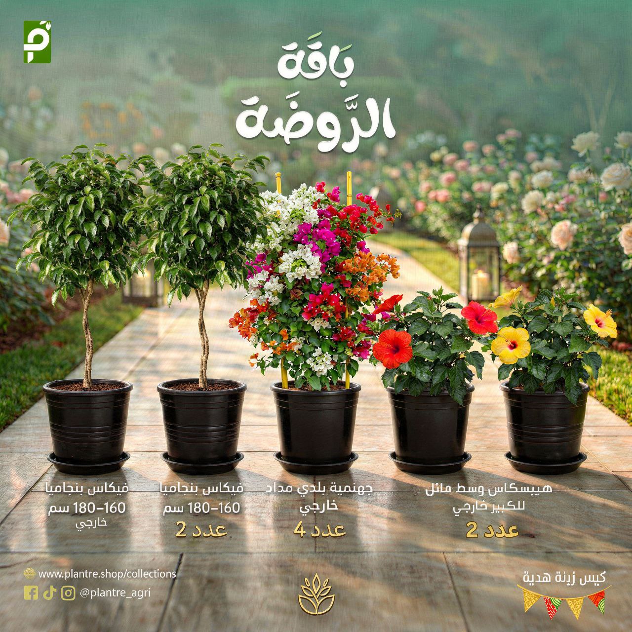 باقة الروضة