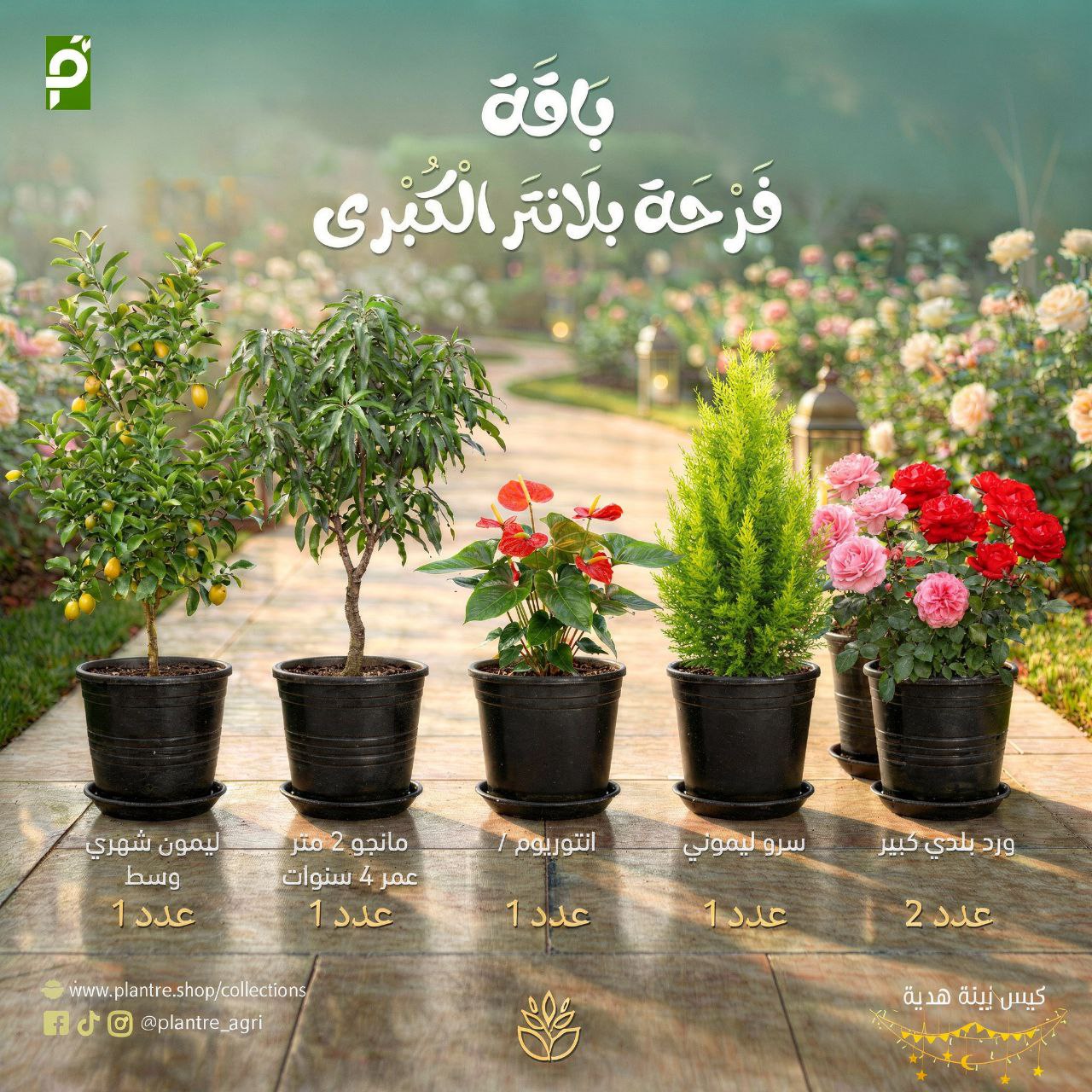 باقة فرحة بلانتر